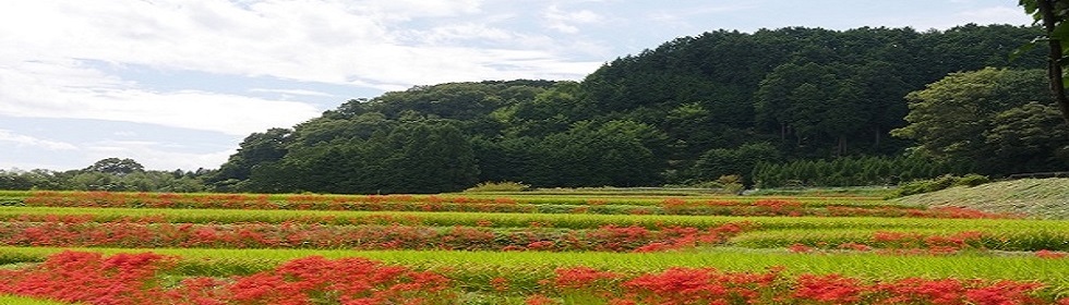 画像4:彼岸花